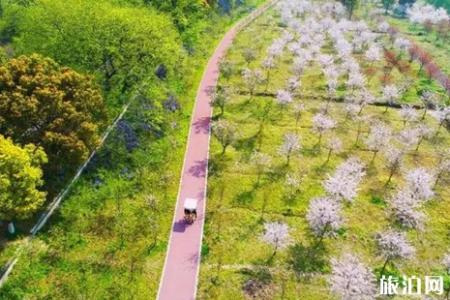 2022清明节浙江樱花哪里好看