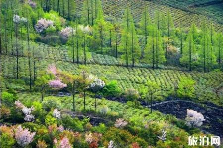 2022清明节浙江樱花哪里好看