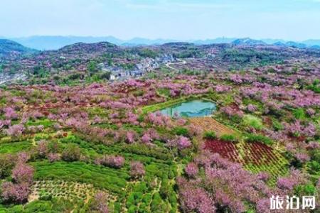 2022清明节浙江樱花哪里好看