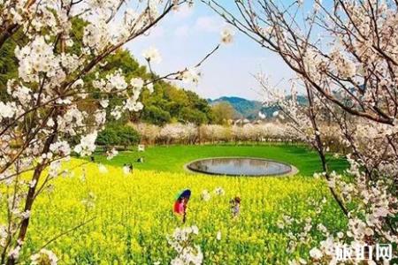2022清明节浙江樱花哪里好看