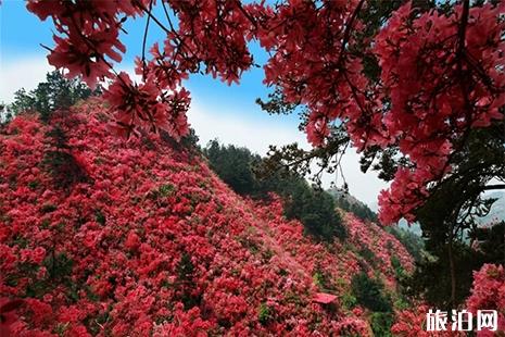 2019云雾山杜鹃花节5月10日结束 附门票信息+活动内容