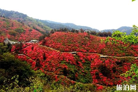 2019云雾山杜鹃花节5月10日结束 附门票信息+活动内容