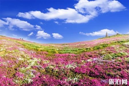 2019日照樱花节4月5日至30日 附活动信息