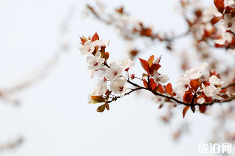 长沙樱花在哪里看 2019长沙樱花观赏地点推荐