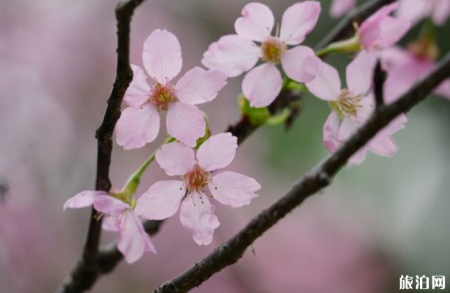 长沙樱花在哪里看 2022长沙樱花观赏地点推荐