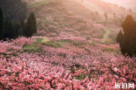 2019簡陽桃花節(jié)時間+地址+活動介紹