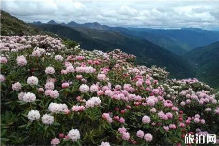 2019香格里拉杜鹃花海攻略