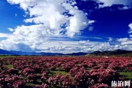 2019香格里拉杜鹃花海攻略