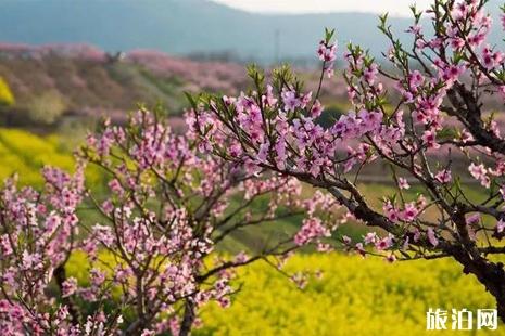 大青山桃花节2019交通攻略