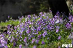 北京寺庙赏花 北京山里的赏花地推荐