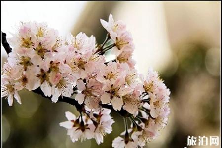 2019保定阜平樱花节4月20日开启 附活动时间安排