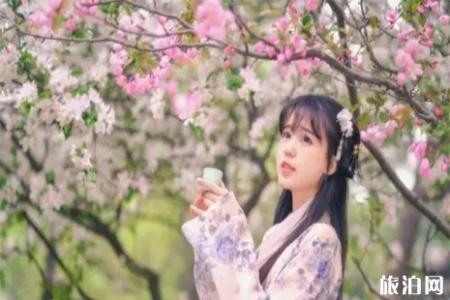2019保定阜平樱花节4月20日开启 附活动时间安排