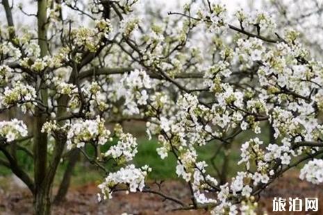 2019年4月四川賞花景點(diǎn)介紹