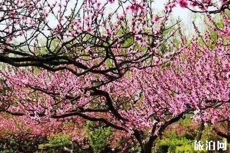 2019年4月四川賞花景點(diǎn)介紹