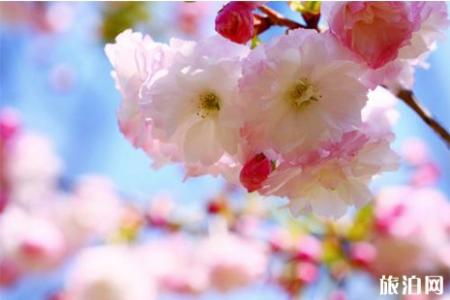 2019桥头镇小杨田园樱花节4月13日开启