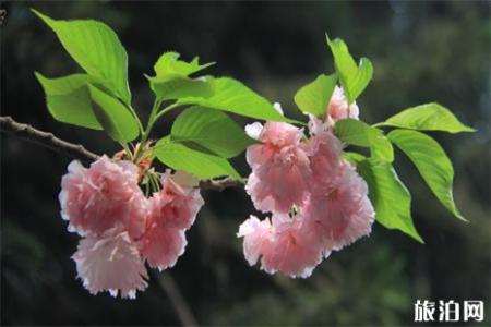 2019桥头镇小杨田园樱花节4月13日开启