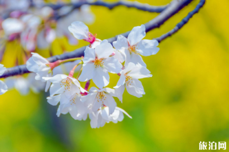 2019宁波九峰山樱花节时间+活动+地址+票价