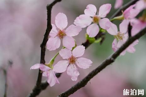 2019宁波九峰山樱花节时间+活动+地址+票价