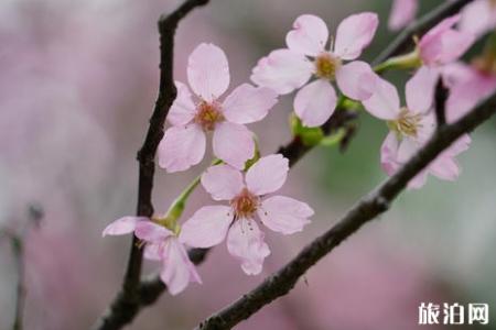 2019宁波九峰山樱花节时间+活动+地址+票价