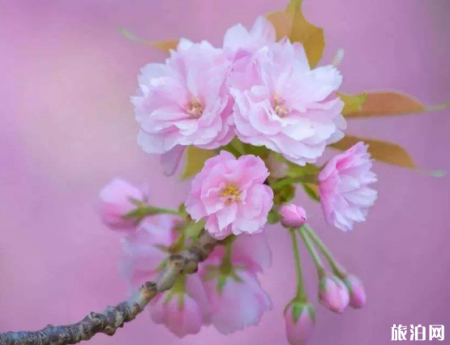 2019宁波九峰山樱花节时间+活动+地址+票价