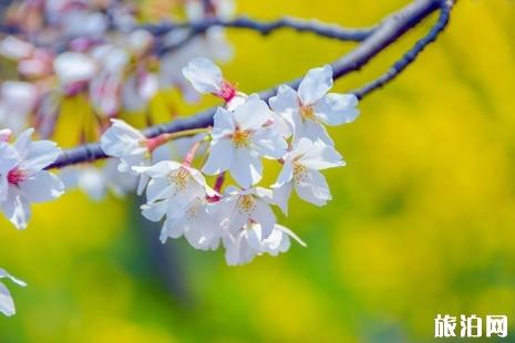 2019宁波绿野山居樱花节门票+住宿+交通信息