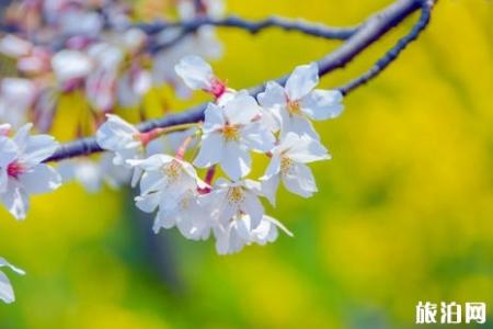 2019宁波绿野山居樱花节门票+住宿+交通信息