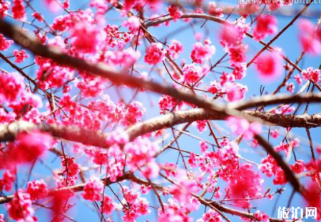宁波樱花什么时候开 宁波哪里可以看樱花