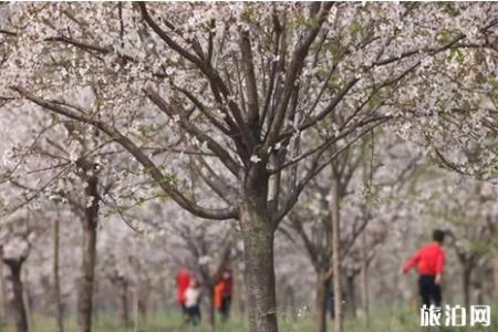 2019蒙城坛城樱花节4月6日开启 附交通攻略+活动时间安排