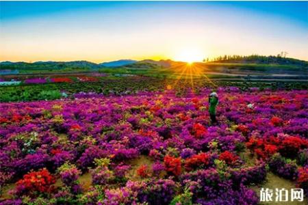 威海赏花好去处 威海赏花指南