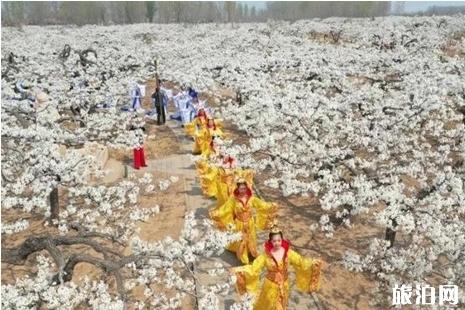 2019夏津梨花节什么时间+交通+介绍