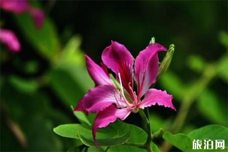 柳州紫荆花赏花地点+路线+赏花指南