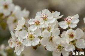 苏州树山梨花节2019时间+地点