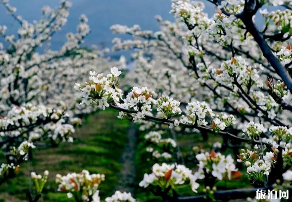 苏州树山梨花节2019时间+地点