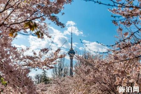 重庆阿依山樱花节2019时间+地址