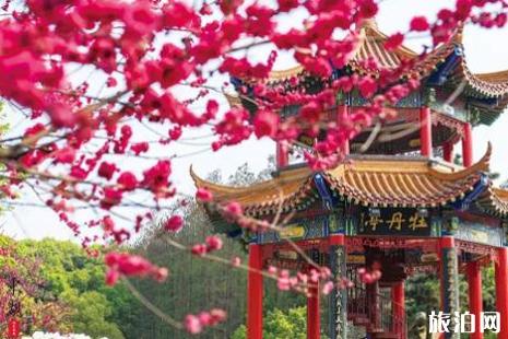 东湖牡丹园地址+开放时间 武汉牡丹园2019一日游攻略