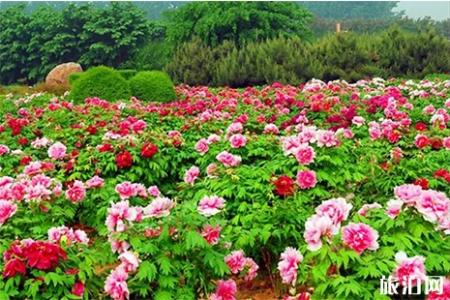 隋唐城遗址植物园门票 隋唐城遗址植物园开放时间