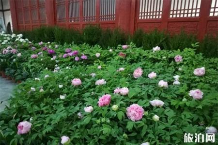 洛阳神州牡丹园门票信息