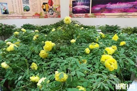 洛阳神州牡丹园门票信息