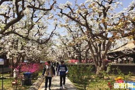 2019什川梨花節時間+門票+交通+活動介紹