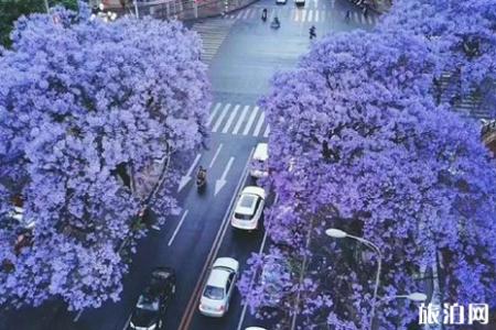 2019西昌蓝花楹几月开花 2019西昌蓝花楹哪里有