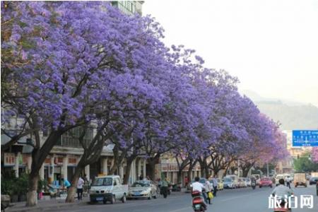 2019西昌蓝花楹几月开花 2019西昌蓝花楹哪里有