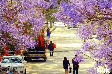 2019西昌蓝花楹几月开花 2019西昌蓝花楹哪里有