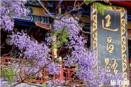 2019西昌蓝花楹几月开花 2019西昌蓝花楹哪里有