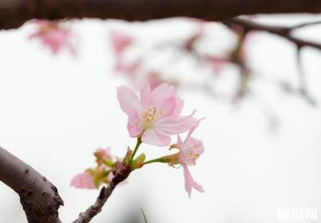 武汉东湖樱花谢了吗2019 武汉东湖樱花节是什么时候 