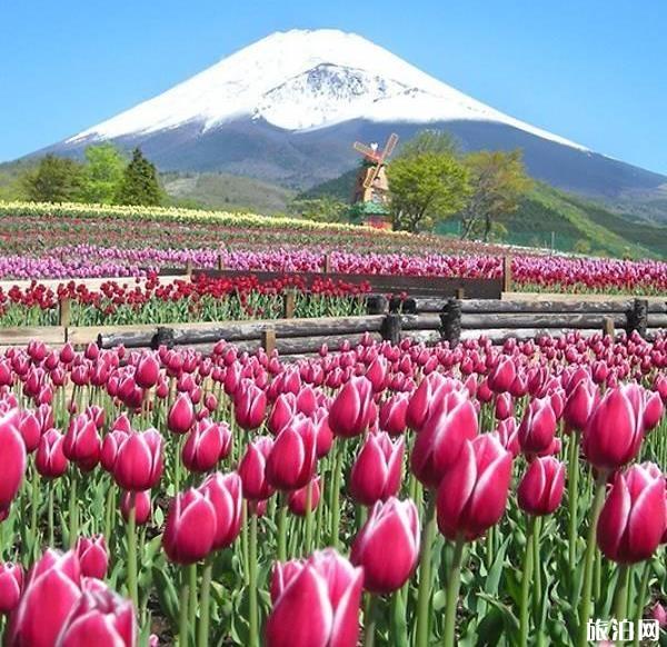 2019日本富士山年度郁金香节活动
