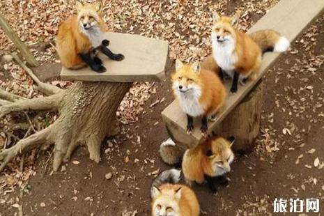日本狐狸村在哪儿 日本狐狸村怎么去 日本狐狸村介绍