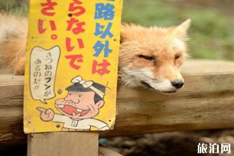 日本狐狸村在哪儿 日本狐狸村怎么去 日本狐狸村介绍