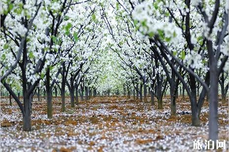 2019龙口花节盘点 桃花节+梨花节+紫藤花节