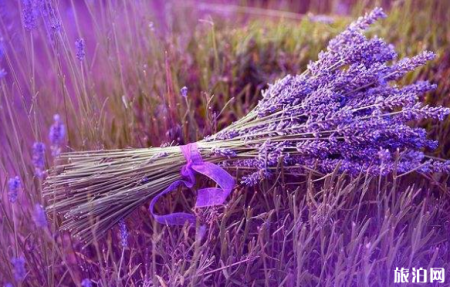 上海薰衣草节2019时间+地点