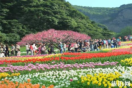 2019红崖峡谷郁金香节4月15日开启 附游玩攻略